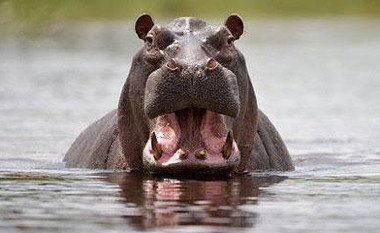 hippo-mouth_1440541c.jpg