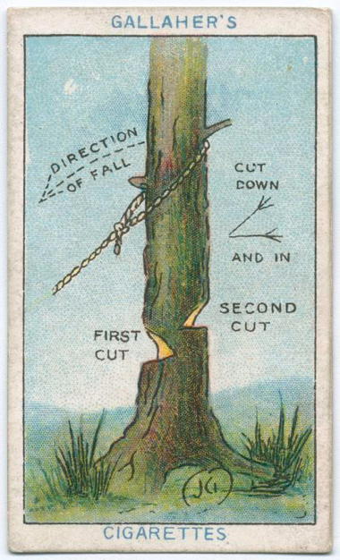 how-to-fell-a-tree.jpg