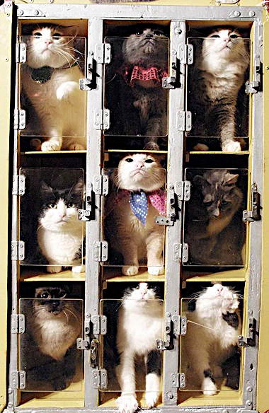 le_chat_kittyvending_beijing.jpg