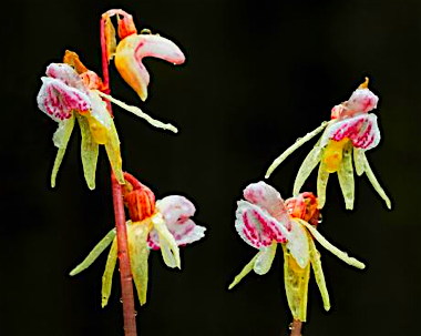 lead-ghost-orchid.adapt.590.1.jpg