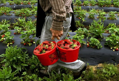 north-carolina-farm-strawberries-1.jpg