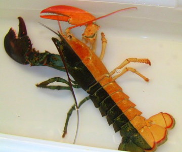 pinchy-lobster_1-620x428.jpg