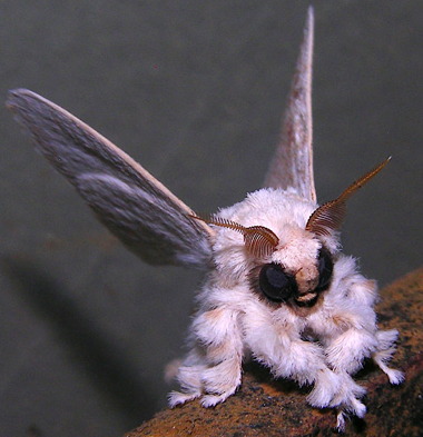 poodle-moth.jpg