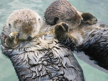 seaotters.jpg