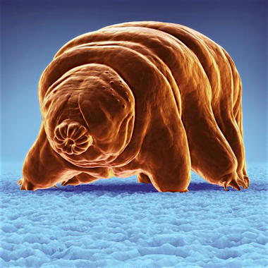 tardigrade.adapt.590.1.jpg