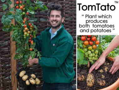 tomtato-plant3-550x420.jpg