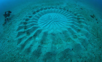 underwater-mystery-circle-8.jpg