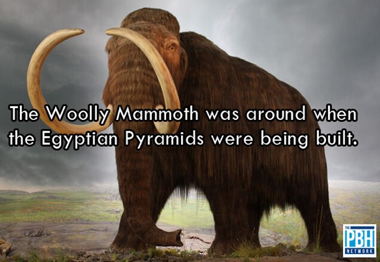 wooly-mammoth.jpg