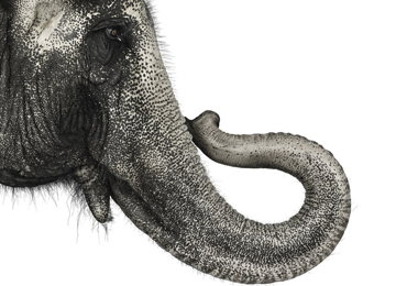zuckermancreature_elephant.jpg