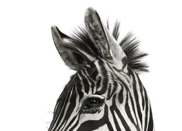 zuckermancreature_zebra.jpg