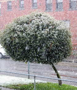 snowtree.jpg