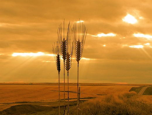 wheatfield_at_sunset.jpg