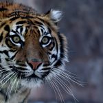 ITALY-ZOO-TIGER-ANIMALS