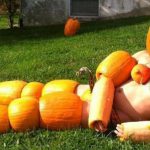 Season's Bleatings: It’s Decorative Gourd Season, Motherfuckers