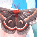 Giant-Moth
