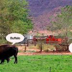 Road Tales: Where the Buffalo Roam