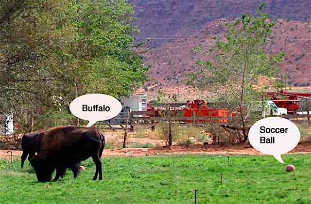 aa_buffalow.jpg