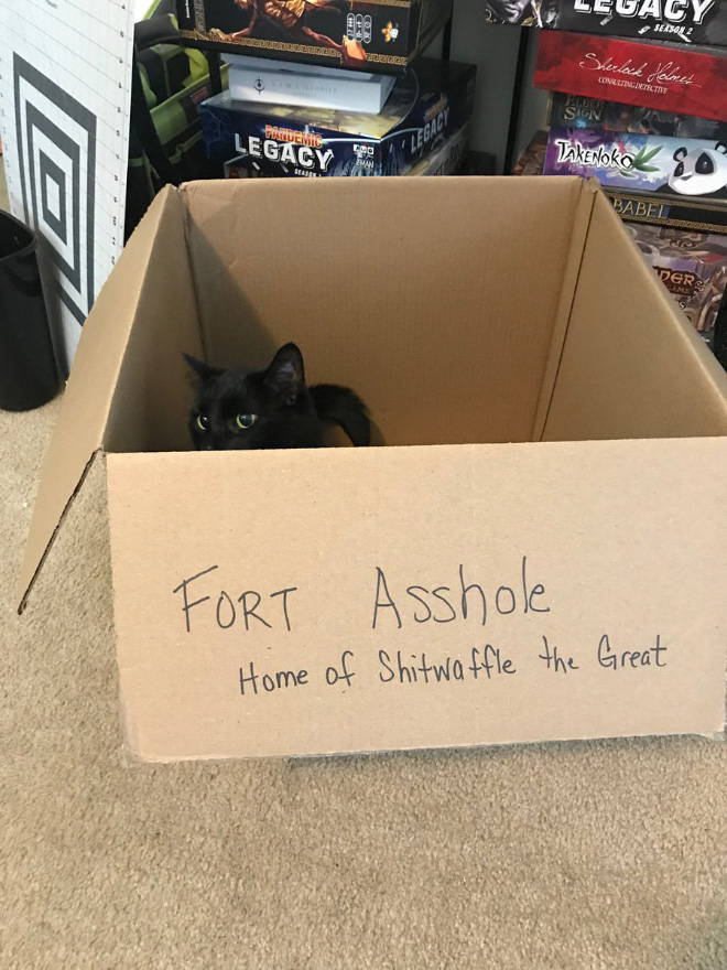 fortassholecat